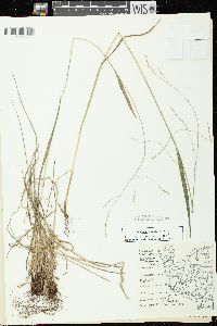 Festuca subverticillata image