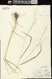 Festuca subverticillata image