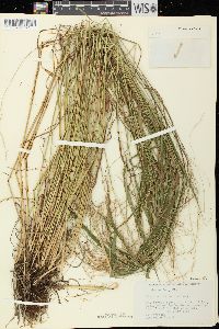 Festuca subverticillata image