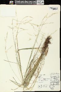 Festuca subverticillata image