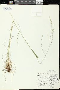 Festuca subverticillata image