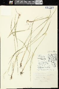 Festuca subverticillata image