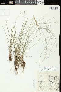 Festuca subverticillata image