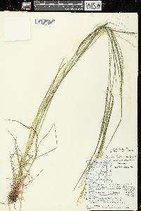 Festuca subverticillata image