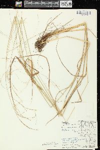 Festuca subverticillata image