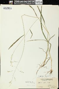 Festuca subverticillata image