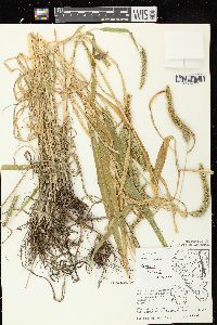 Setaria faberi image