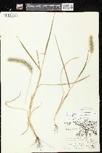 Setaria faberi image