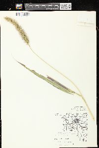 Setaria faberi image