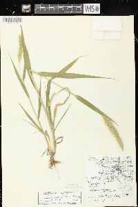 Setaria faberi image