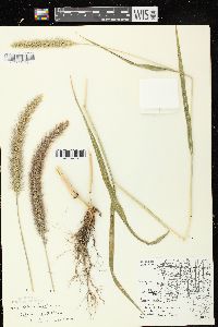 Setaria viridis image