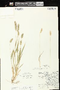 Setaria faberi image