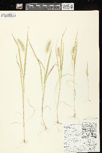 Setaria faberi image