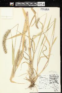 Setaria faberi image