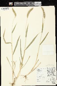 Setaria faberi image