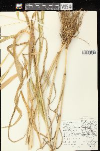 Setaria faberi image