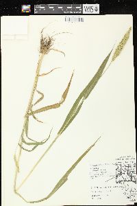 Setaria faberi image