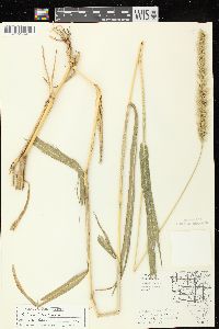 Setaria faberi image