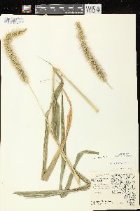 Setaria faberi image