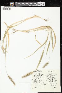 Setaria faberi image