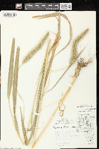 Setaria faberi image