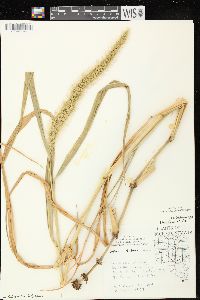 Setaria faberi image