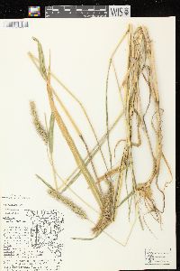 Setaria faberi image