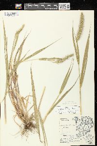 Setaria faberi image