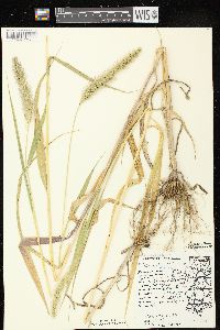 Setaria faberi image