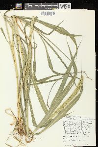 Setaria faberi image