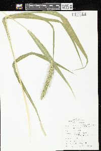 Setaria faberi image