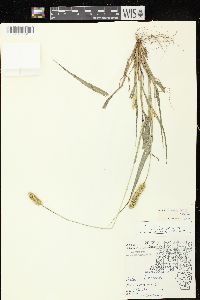 Setaria pumila subsp. pumila image