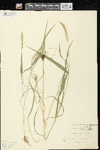 Setaria verticillata image