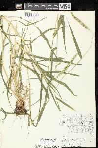 Setaria verticilliformis image