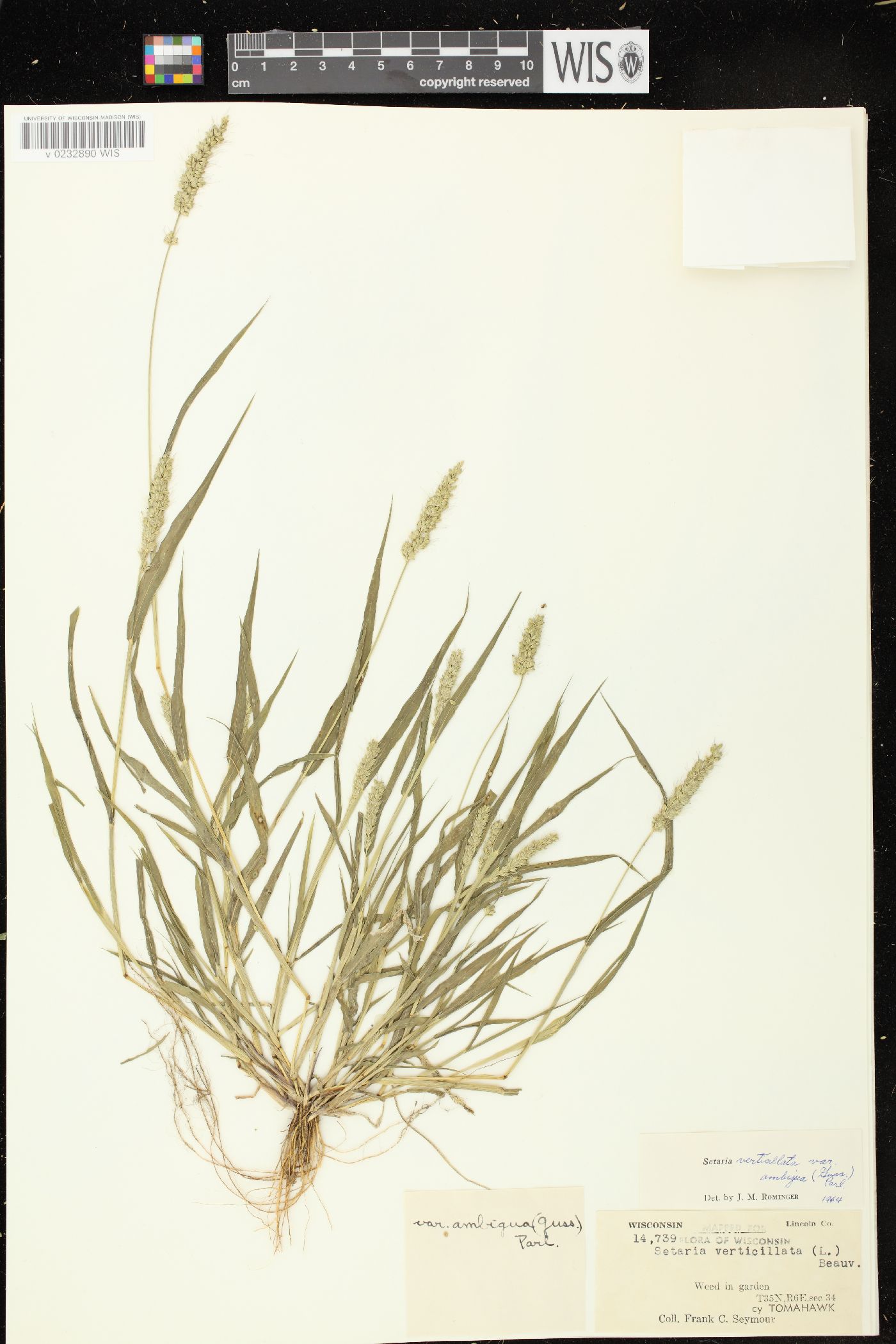 Setaria verticilliformis image