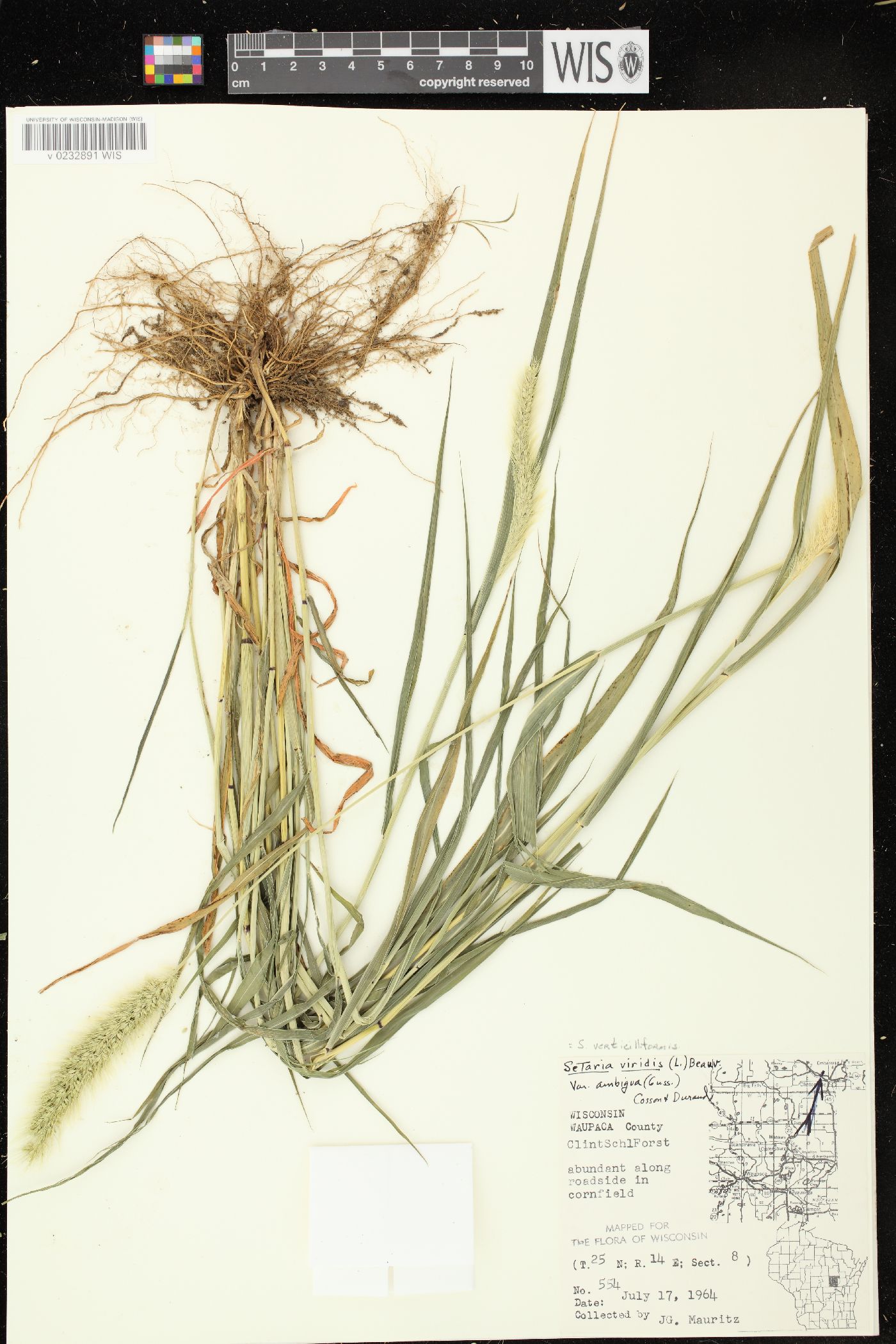 Setaria verticilliformis image