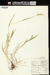 Setaria viridis image