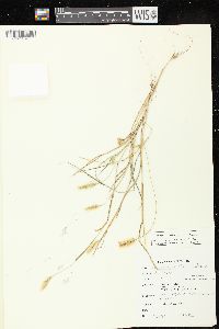 Setaria viridis image