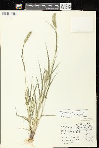 Setaria viridis image