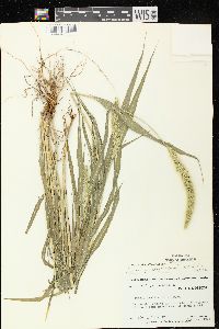 Setaria viridis var. major image