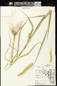 Setaria viridis var. major image