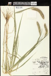 Setaria viridis var. major image