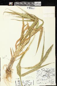 Setaria viridis var. major image