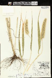 Setaria viridis var. major image