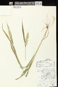 Setaria viridis var. major image