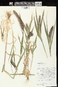 Setaria viridis var. major image