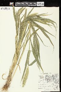 Setaria viridis var. major image