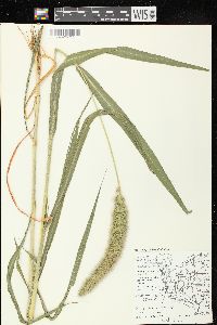 Setaria viridis var. major image