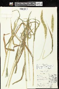 Setaria viridis var. major image