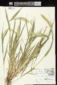 Setaria viridis var. major image